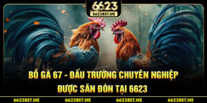 bo-ga-67-dau-truong-chuyen-nghiep-duoc-san-don-tai-6623